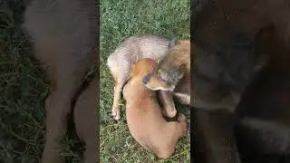 Фух добрався до сіськи.