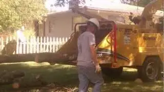 2012 CUTTING DOWN TREE3
