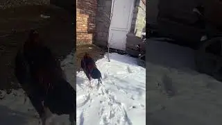Одноглазый