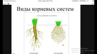 Биология с нуля Ч.14. Корни.