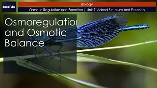 Osmoregulation and Osmotic Balance | Osmotic Regulation and Excretion