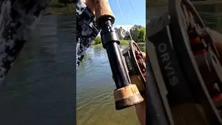 I lost sleep over this fish! 