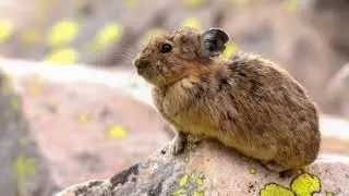 Chillin' with the American Pika: Nature's Cutest Survivor