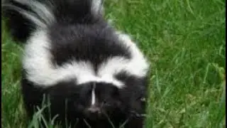 Skunk moment