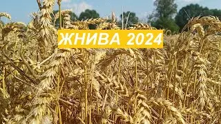 Жнива пшениці 2024