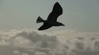 La Mouette Rieuse du Menez Hom