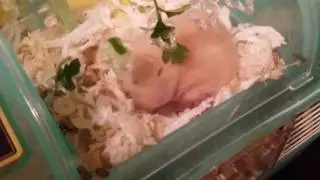 Хомячки 2й день от роду