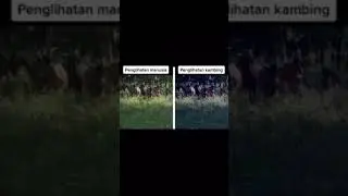 penglihatan manusia vs hewan 
