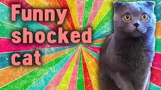 Funny, shocked cat / Забавный, офигевший котик
