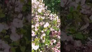 Всем девушкам цветы!