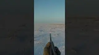 Заяц русак. Скидка.  иж 27