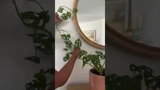 #swisscheeseplant #monstera #houseplant #cottagecore #homedecor