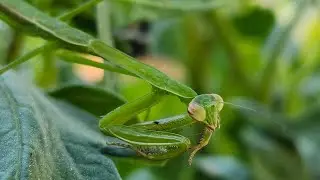 Praying Mantis