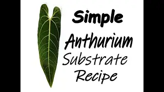 Easy Anthurium Substrate Recipe