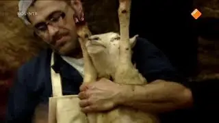 Rituele slacht verbieden? Initiatiefwet Partij voor de Dieren - Nieuwsuur