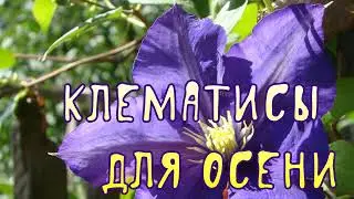 Клематисы для осени