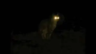 The incredible catatonic cacking discocat (beaver).