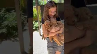girls holding 🥰# puppies  funny masti short video🥰🥰🥰🥰