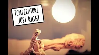 How to Adjust Bearded Dragon Basking Temperature