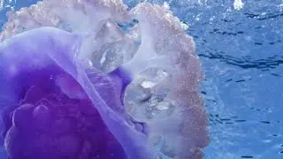 Using underwater photography to discover and reveal new worlds — Keith Ellenbogen — MIT Museum Talks