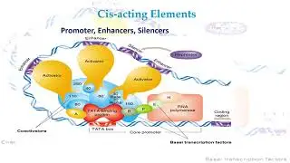 Cis Acting Elements