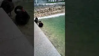 Черные лебеди в Харькове