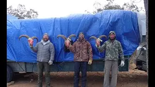 New Mexico 2019 Barbary and Stink Dot Hunt