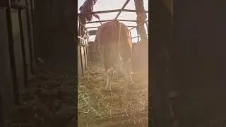 бык 516 кг .