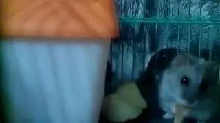 АМЕЛИЯ И ДЖУЛЬЕТТА 2