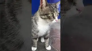 Уличная кошка в Тбилиси