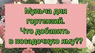 Чем мы мульчируем гортензию. Что добавить в яму при посадке ?