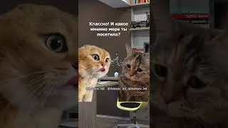 Подруга, ты была этим летом на море? #тренд #приколы #коты #мемыскотами#веселыекоты