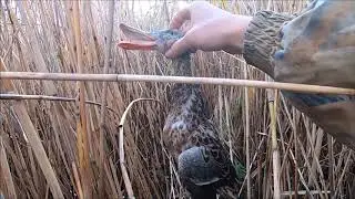 ОХОТА НА СЕВЕРНУЮ УТКУ 9.10 И 12.10.19 GoPro 7 BLACK