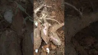 Mandioca vassourinha - dia da colheita