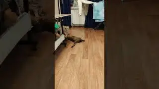 Кошка-Овчарка