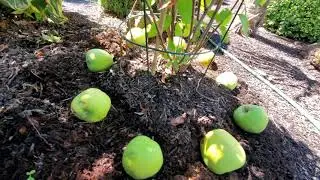Paniculata Hydrangeas. How to acidify and fertilize for autumn.