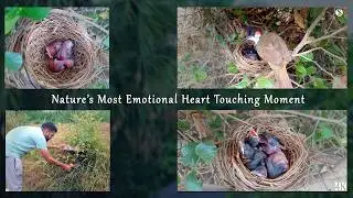 Humanity First 🐦💛 | પક્ષી અને તેના બચ્ચાં - એક લાગણીસભર સફર | Bird Lover Emotional Story |#humanity