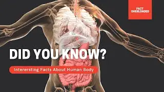 Interesting Facts About Human Body In English - Fact Overloaded