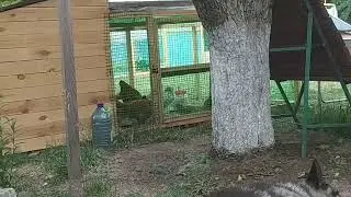 Майстер Грей та Ред Бро