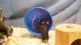 Mice Are Curious
