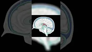 Flow and Drainage of CSF #shorts  #science #anatomy #doctor
