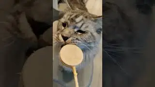 Cats Club|Cute cats daily life🐈(17) #cats #cute #shorts