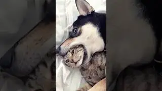 Normal dogs vs Huskies🤣🐕#shorts #dog #doglover #dogs #husky #huskydog