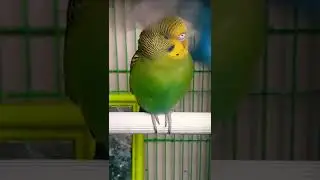 Cute Tiki is sleepy 😴