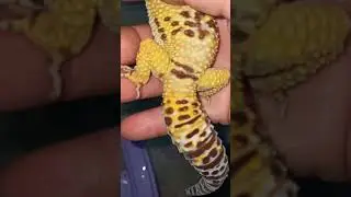 Марти до и после линьки.