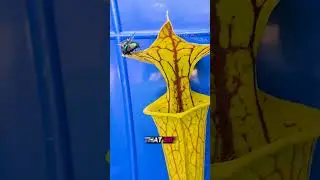The Hungriest Carnivorous Plant 