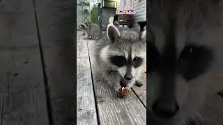 Cute little Raccoon Cub. Peanut Butter Club Diary