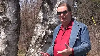 White Birch