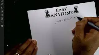 Abdominal wall Anterolateral Muscle MP4
