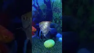 Oscar Fish Status Video | Gold Fish Status | New Gold Cap Fish Status